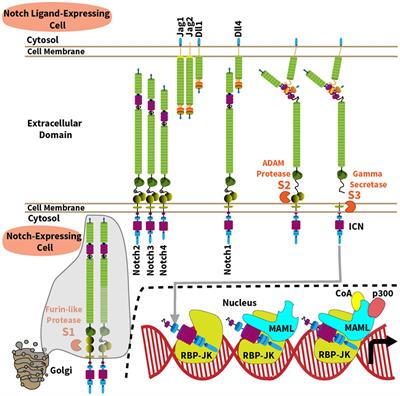 Therapeutic Targeting of Notch Signaling: From Cancer to Inflammatory Disorders